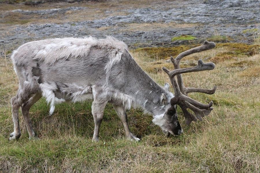 renos svalbard noruega